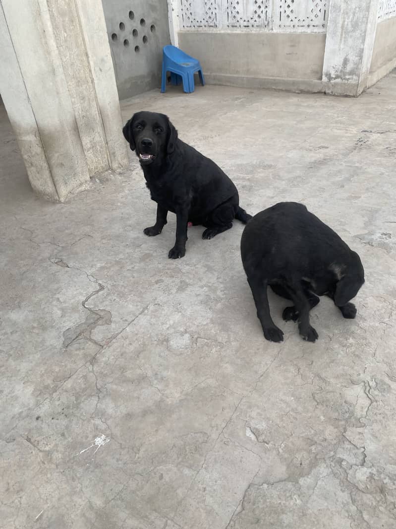 Labory pair 2