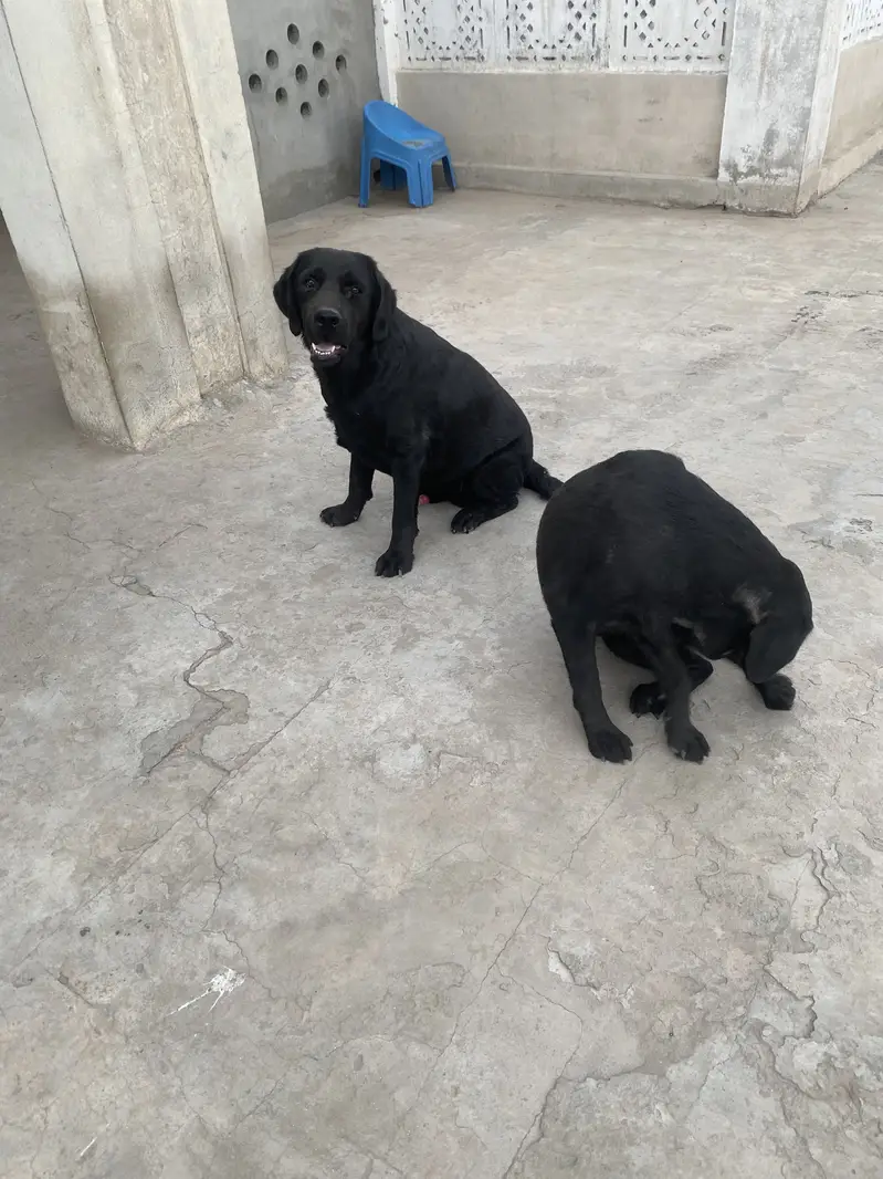 Labory pair — photo 3