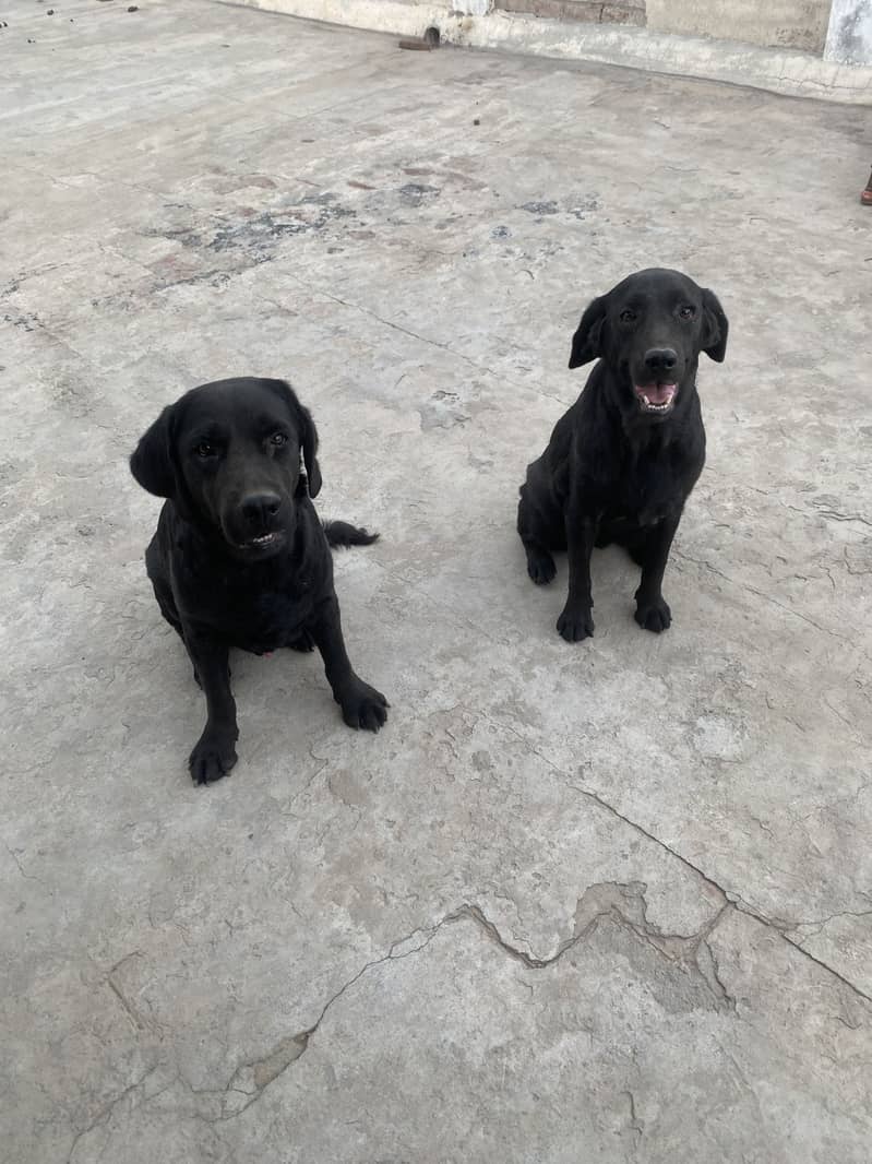 Labory pair 3