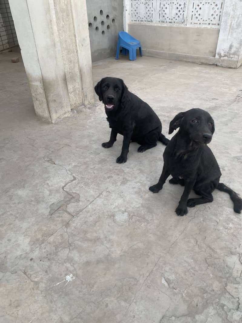 Labory pair 4