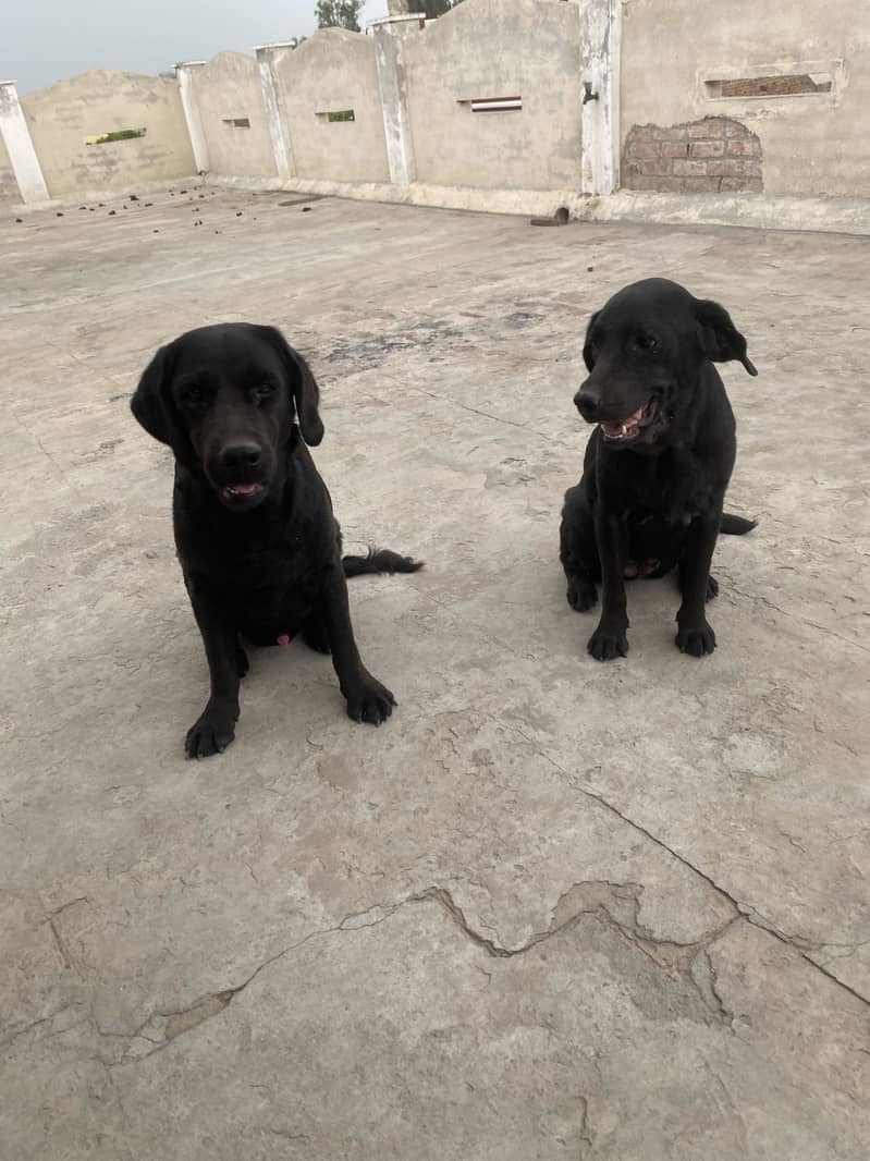 Labory pair 5