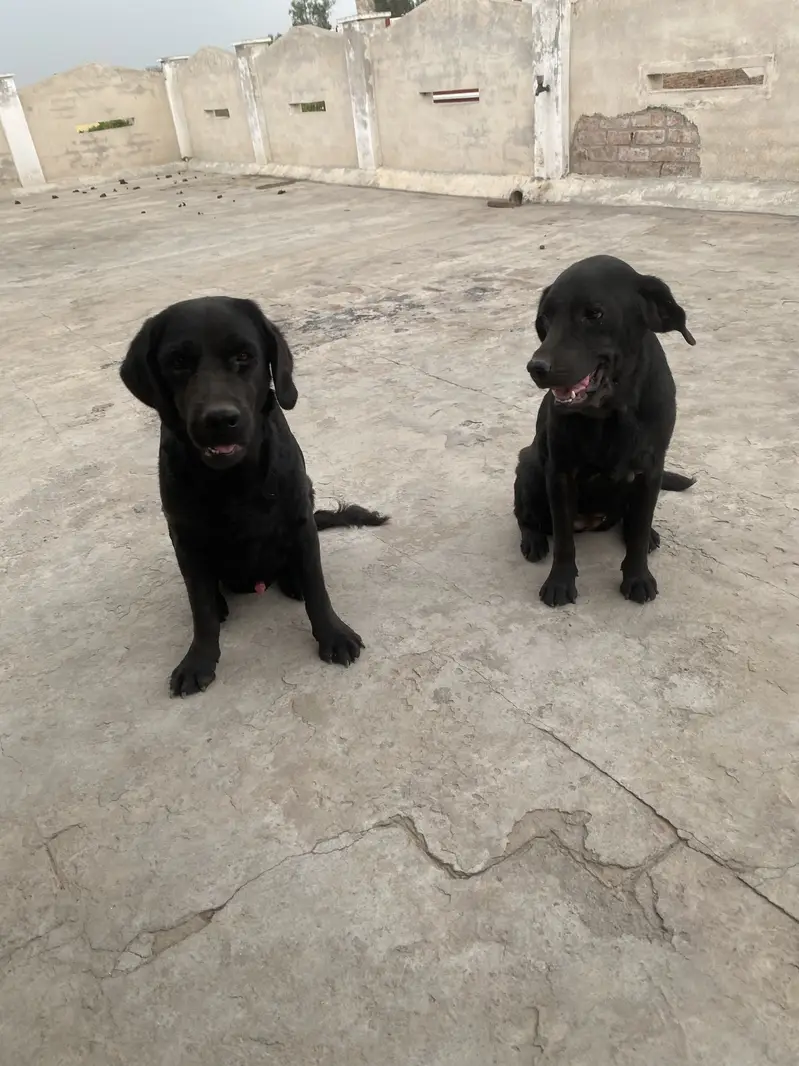 Labory pair — photo 6