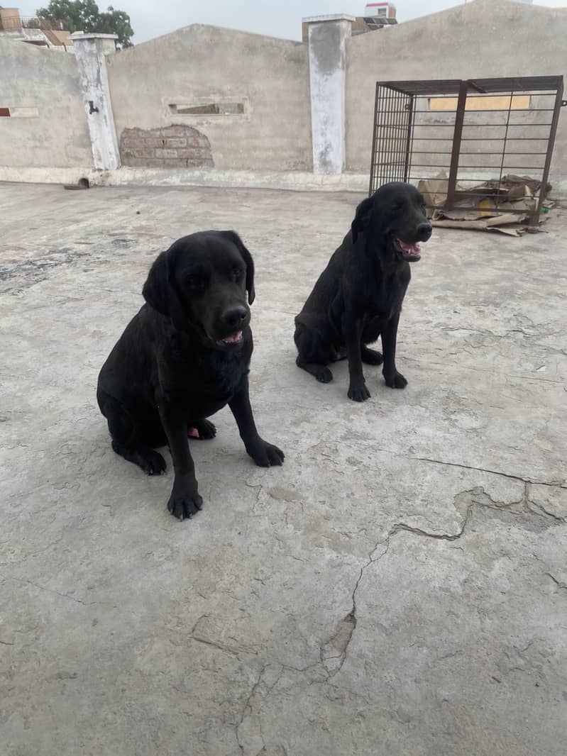 Labory pair 6