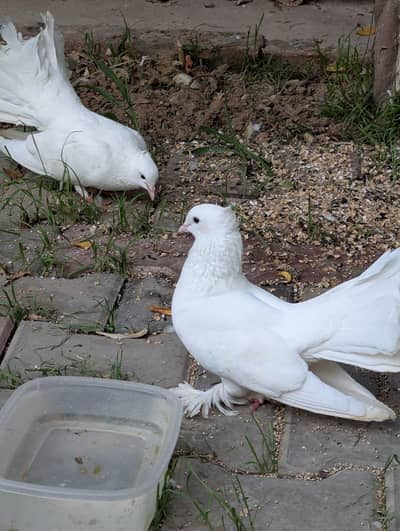 white Lucky or Sharazi