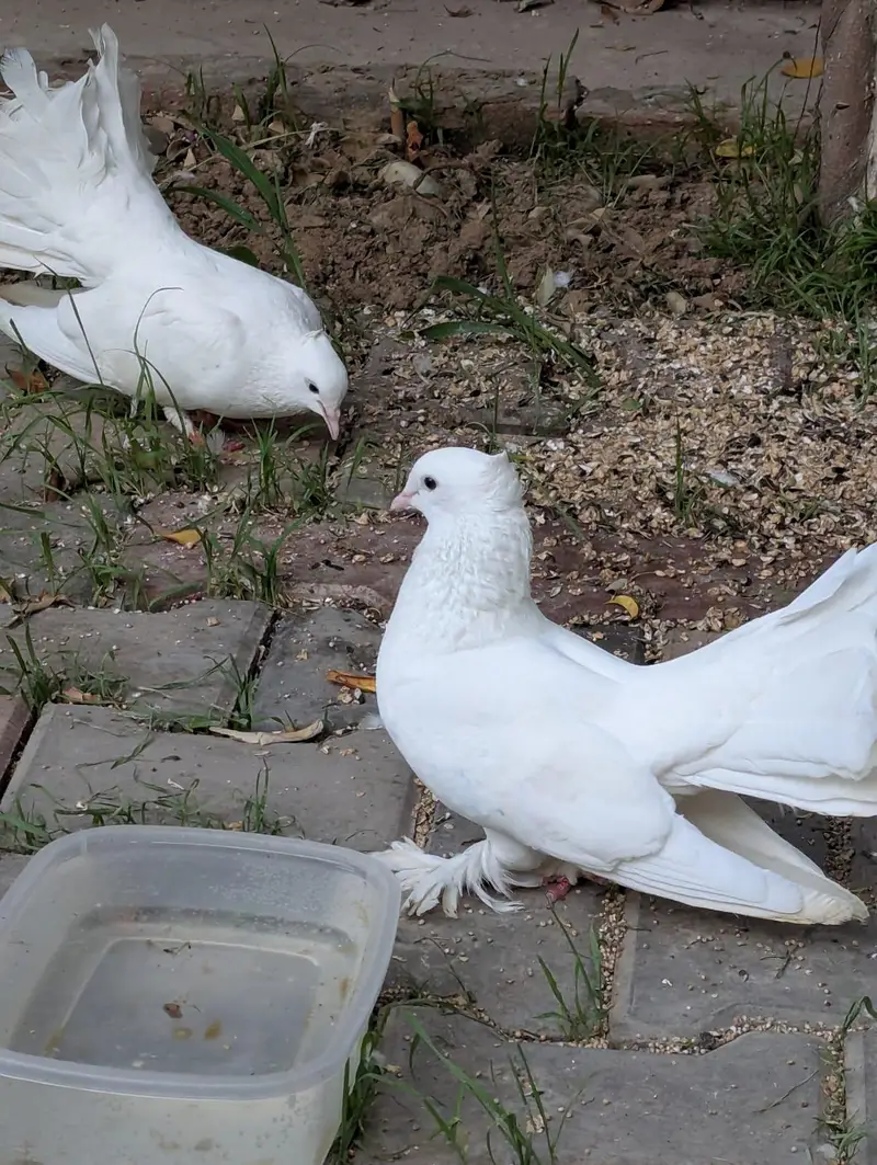 white Lucky or Sharazi