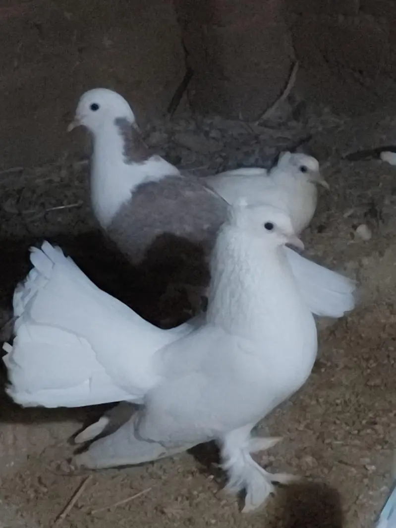 white Lucky or Sharazi — photo 2