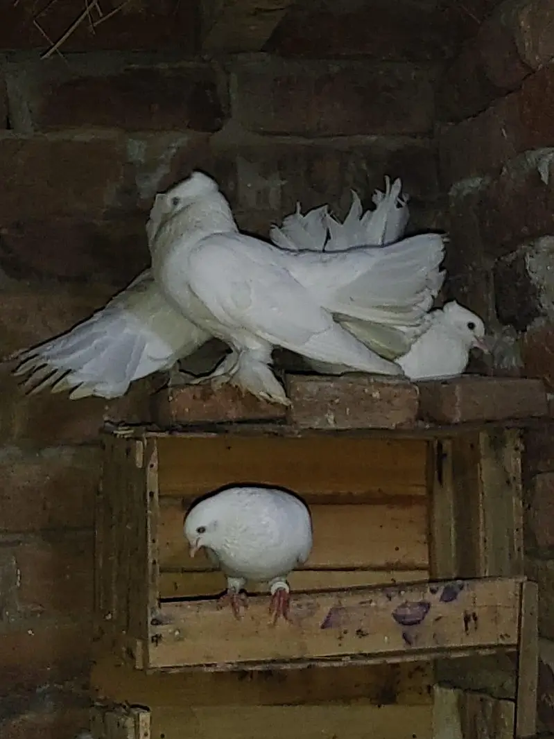 white Lucky or Sharazi — photo 3