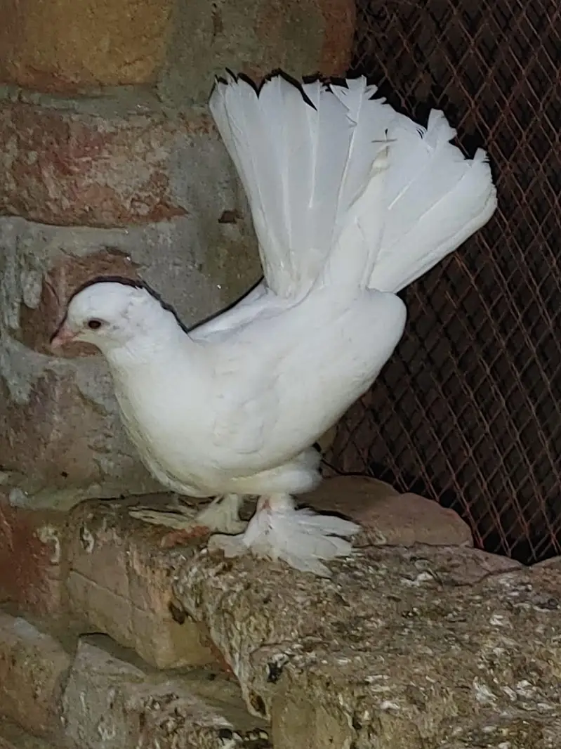 white Lucky or Sharazi — photo 5