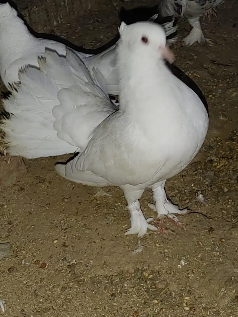 white Lucky or Sharazi — photo 7