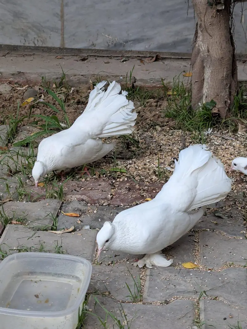 white Lucky or Sharazi — photo 8
