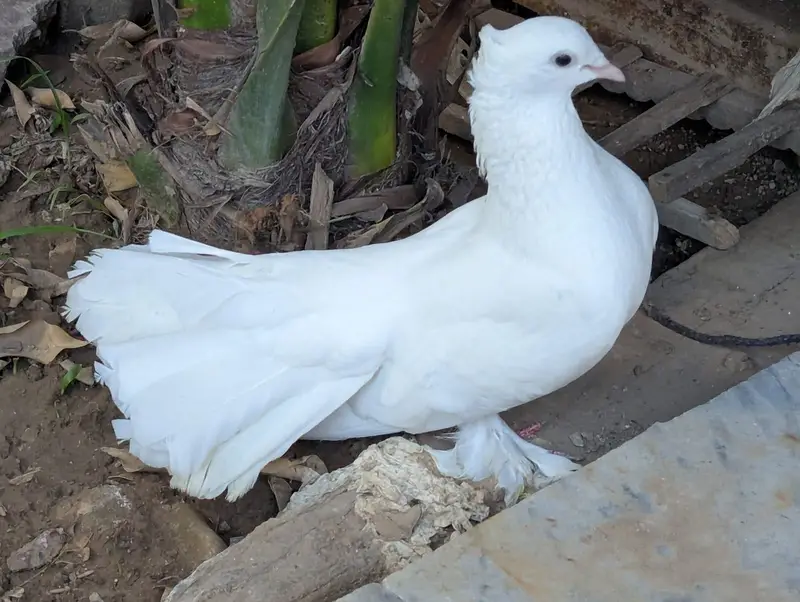 white Lucky or Sharazi — photo 9