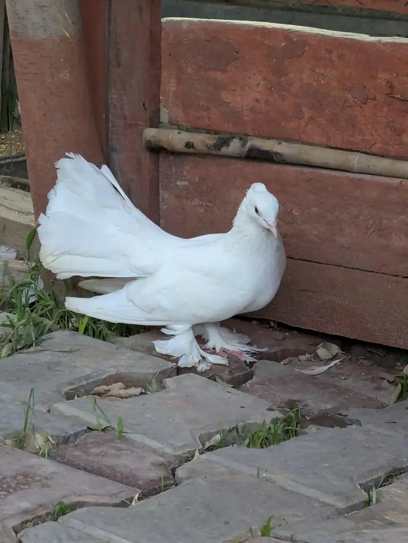 white Lucky or Sharazi — photo 10