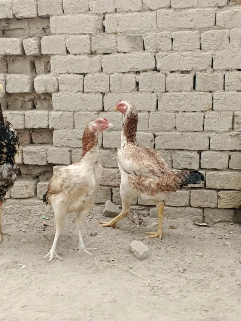 pure Pakistani breed ha dono sale me han bari 4k choti 3500 — photo 2