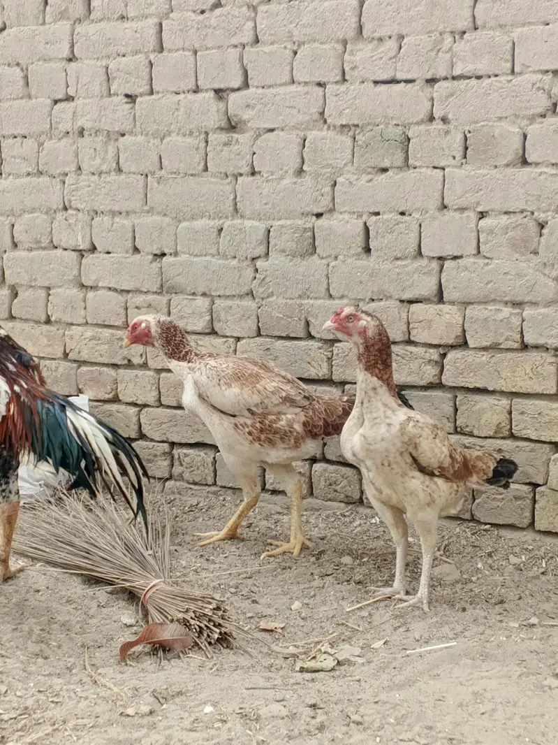 pure Pakistani breed ha dono sale me han bari 4k choti 3500 — photo 3