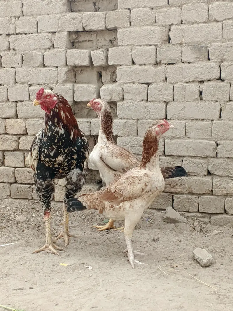 pure Pakistani breed ha dono sale me han bari 4k choti 3500 — photo 4
