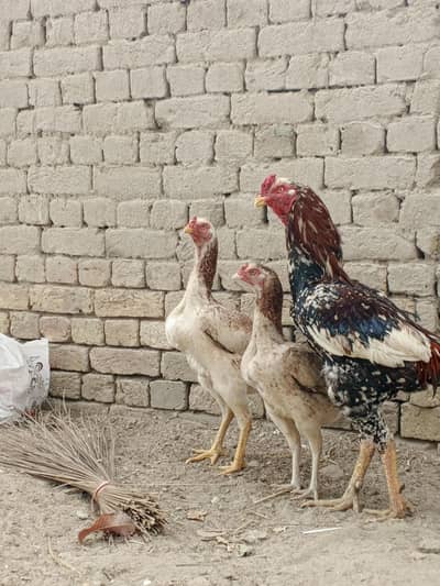 pure Pakistani breed ha dono sale me han bari 4k choti 3500