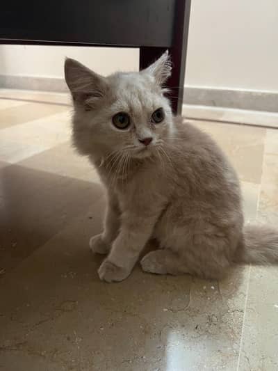 Cute Fluffy Adult Male cat for Sale – Persian/British Longhair Mix