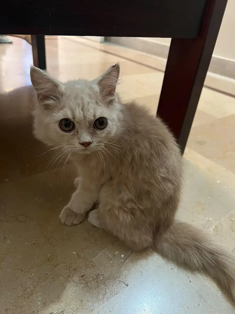 Cute Fluffy Adult Male cat for Sale – Persian/British Longhair Mix — photo 2