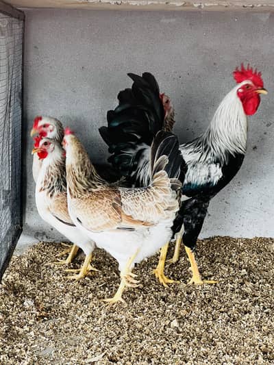 Dandarvi / misri Starter Hens for Sale