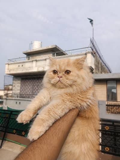 Pure Punch Face Female Cat are Looking For New Home