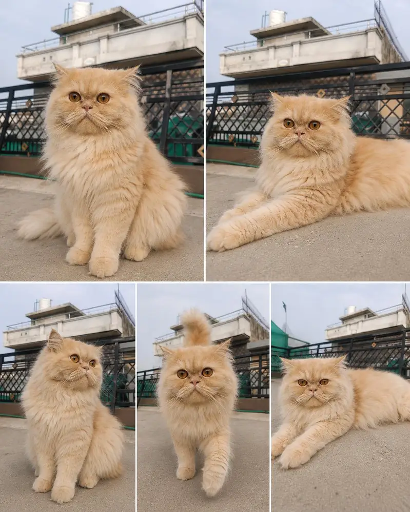 Pure Punch Face Female Cat are Looking For New Home — photo 2