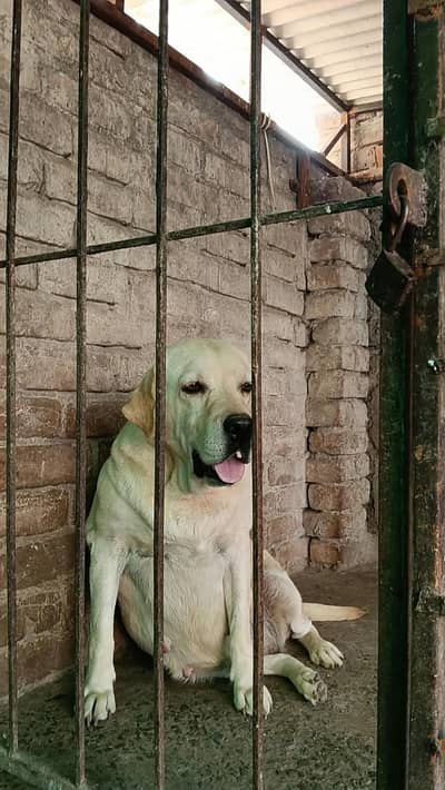 Labra Female Dog | British Labra | Labra Dog For Sale | Labrador Dog