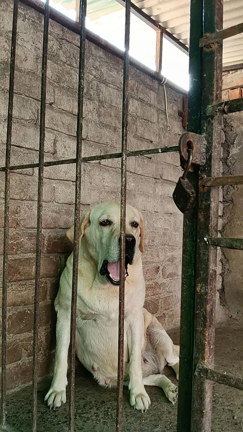 Labra Female Dog | British Labra | Labra Dog For Sale | Labrador Dog — photo 2