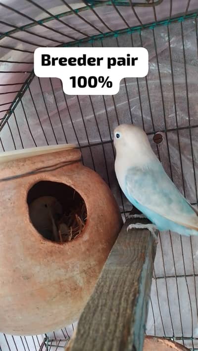 Love bird breedr pair for sale 100 percent breeder