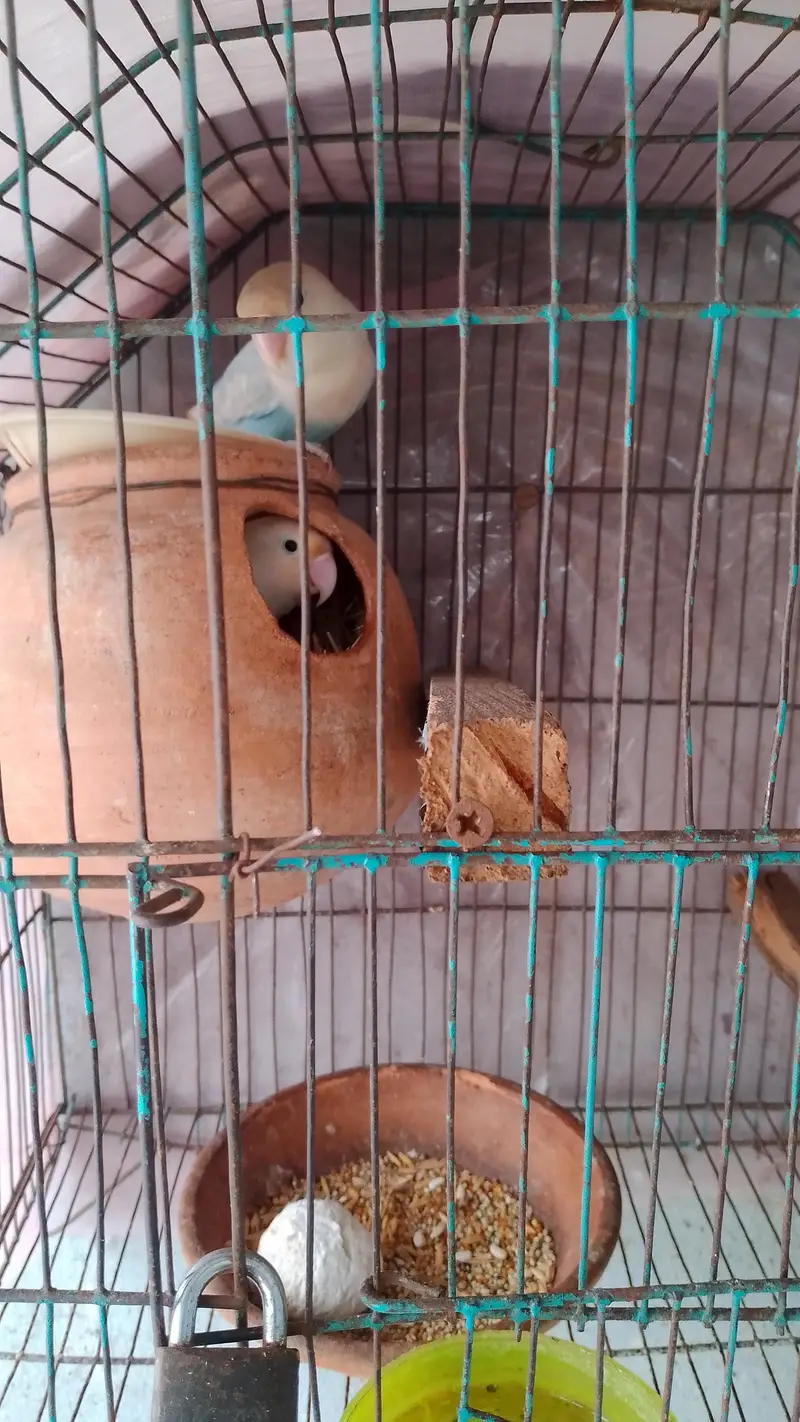 Love bird breedr pair for sale 100 percent breeder — photo 2