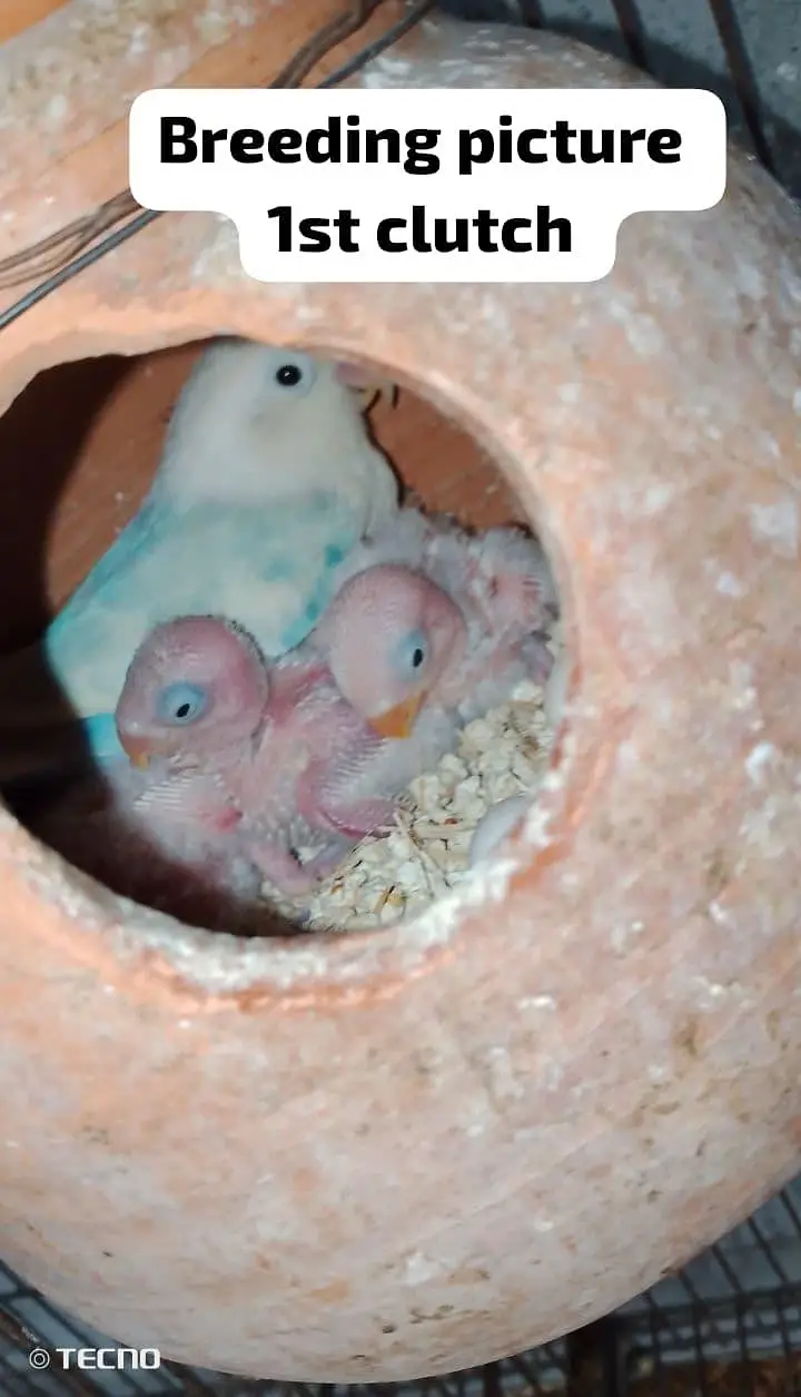 Love bird breedr pair for sale 100 percent breeder — photo 3