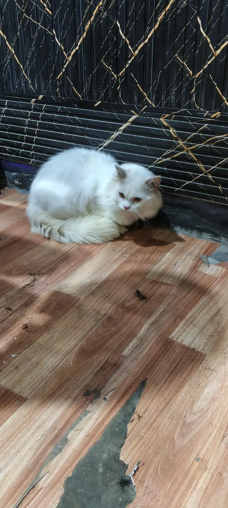 male cat for sale — photo 3