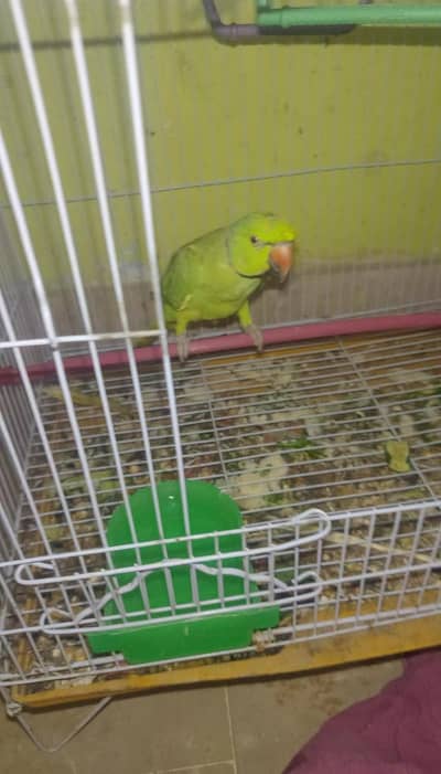 Male parrot tamed.