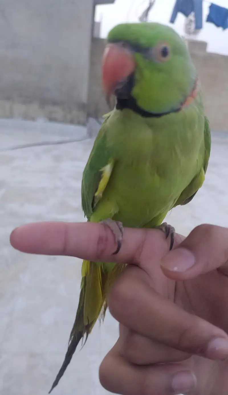 Male parrot tamed. — photo 2