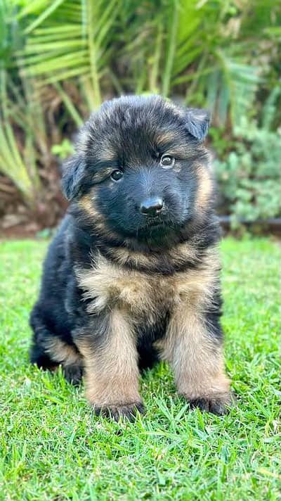 German shepherd puppies for sale / puppy / GSD pup / german shepherd