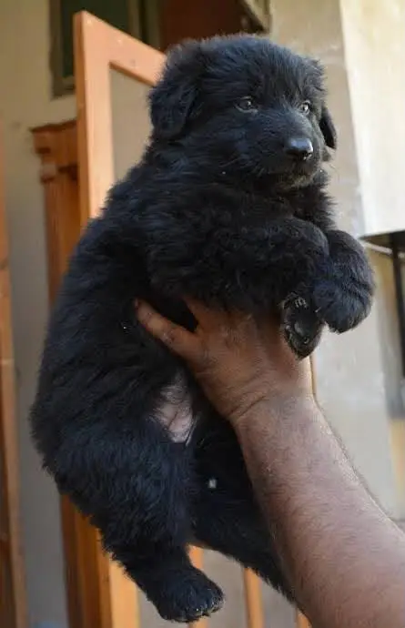 German shepherd puppies for sale / puppy / GSD pup / german shepherd — photo 2