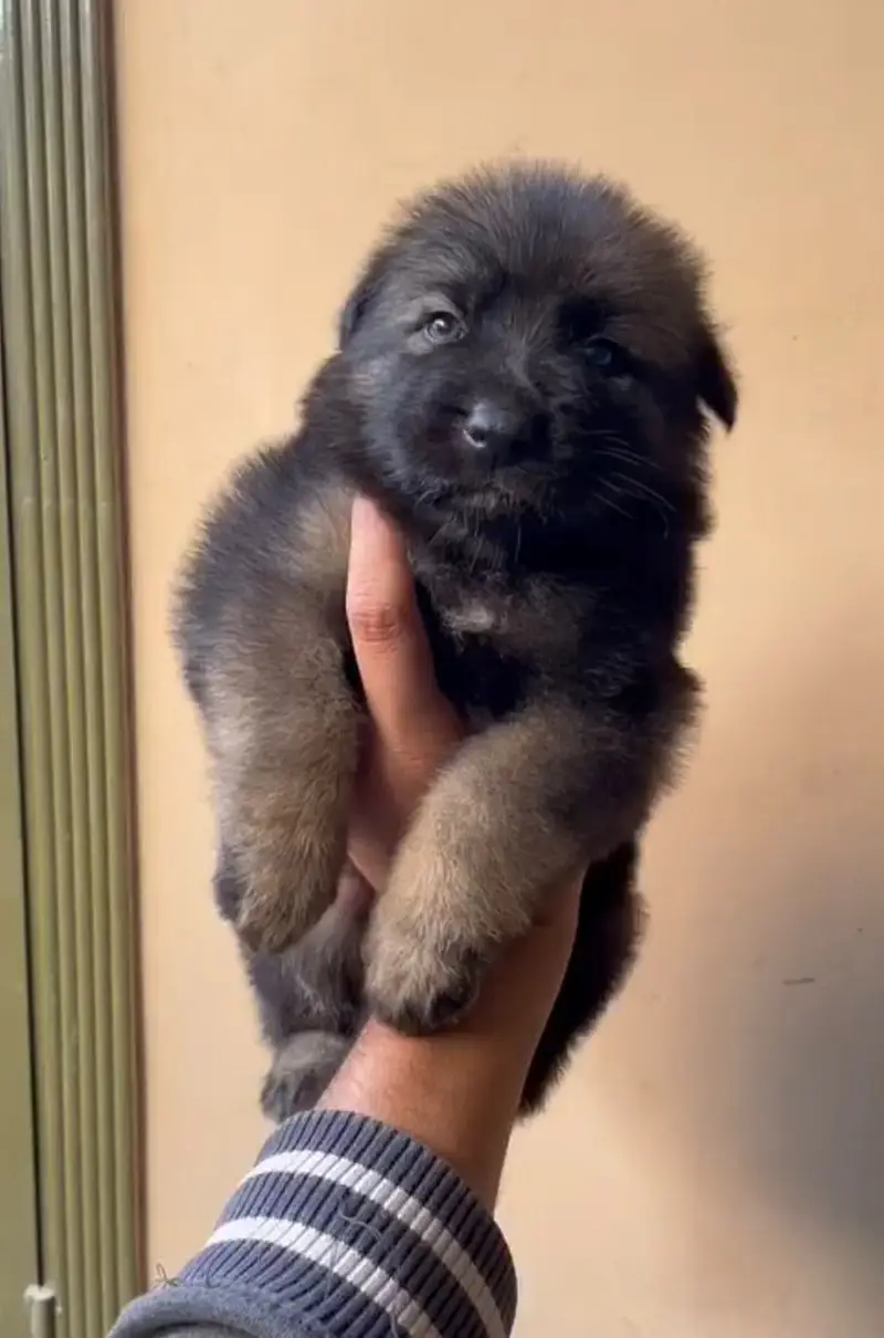 German shepherd puppies for sale / puppy / GSD pup / german shepherd — photo 3