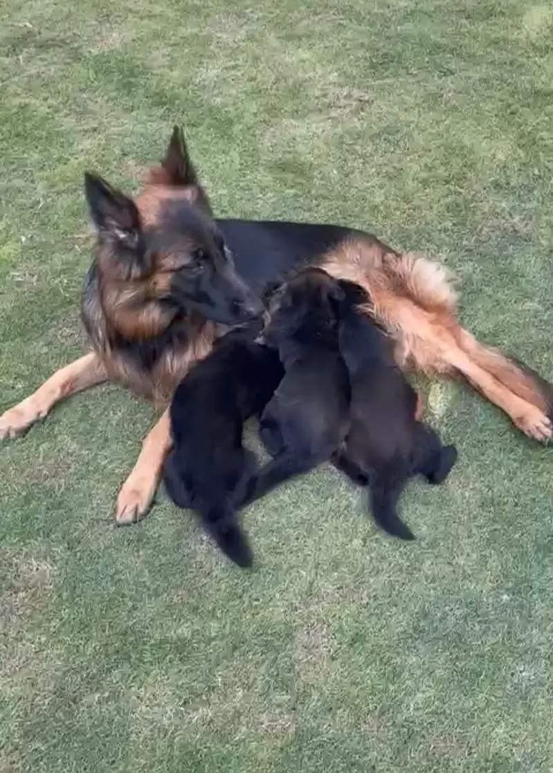 German shepherd puppies for sale / puppy / GSD pup / german shepherd — photo 6