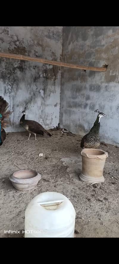 peacocks for sale