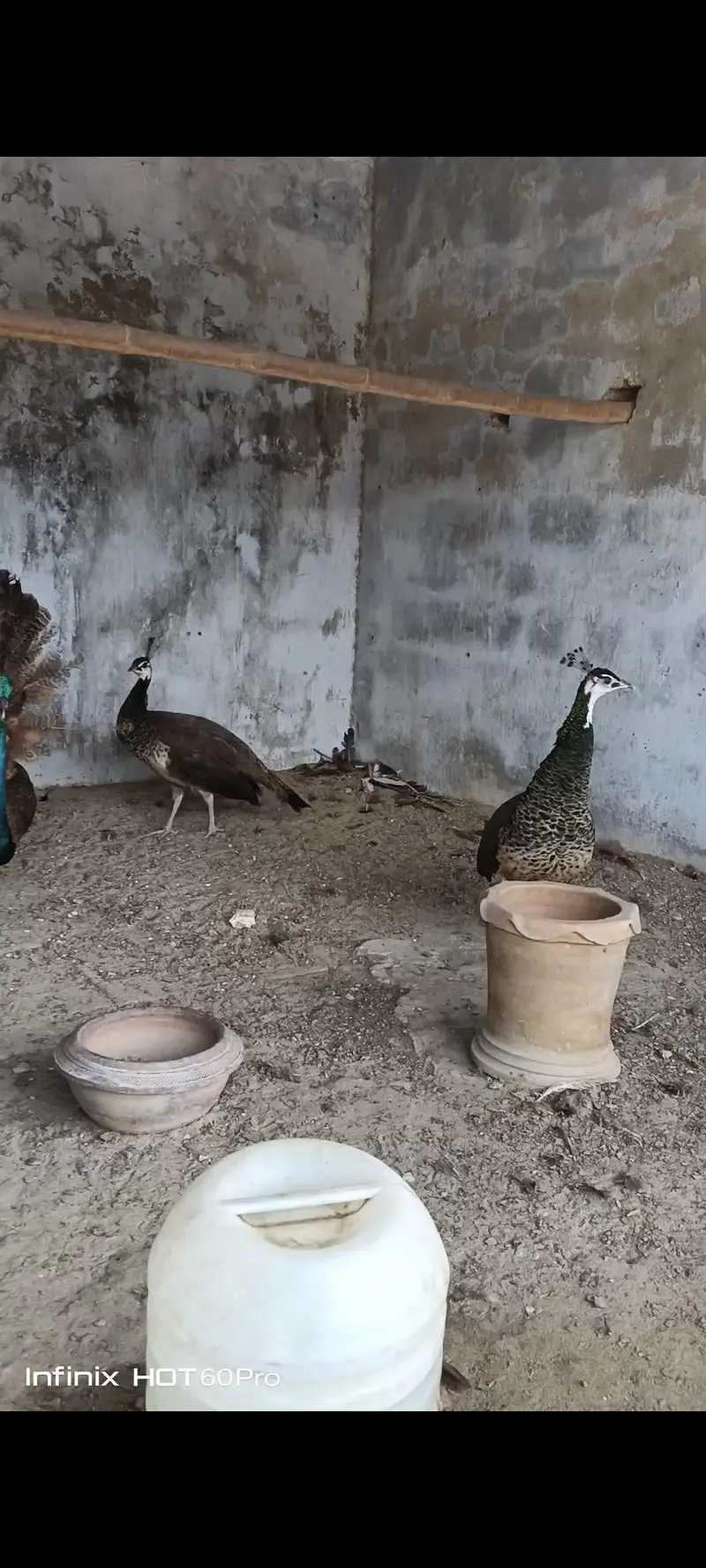 peacocks for sale — photo 2