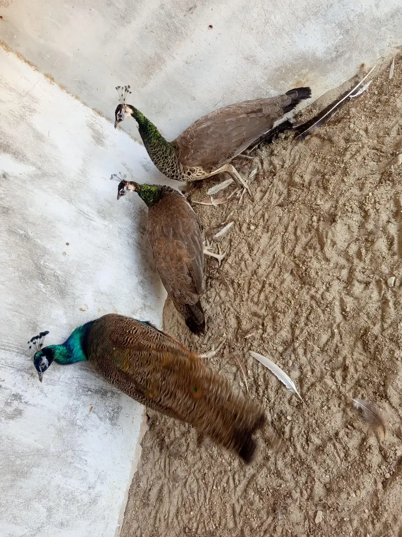 peacocks for sale — photo 3