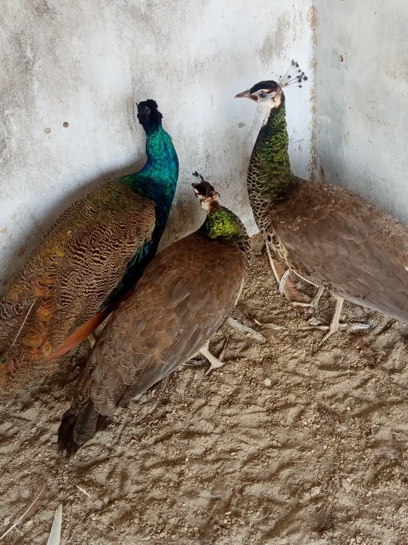 peacocks for sale — photo 4