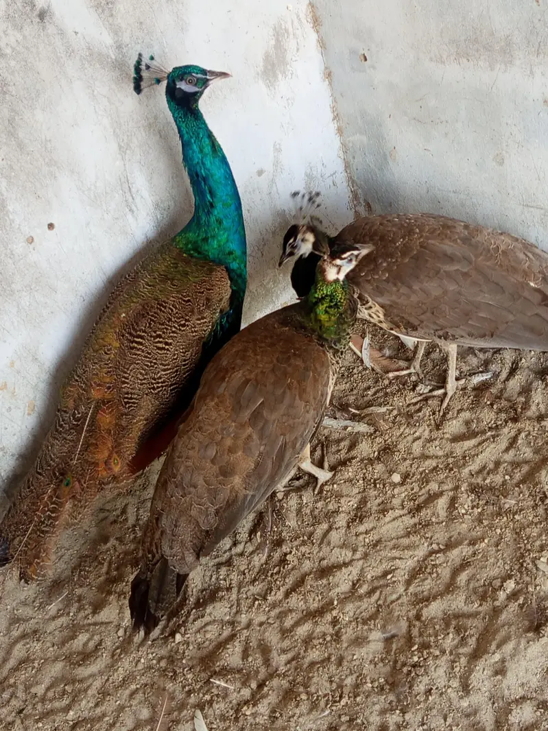 peacocks for sale — photo 6