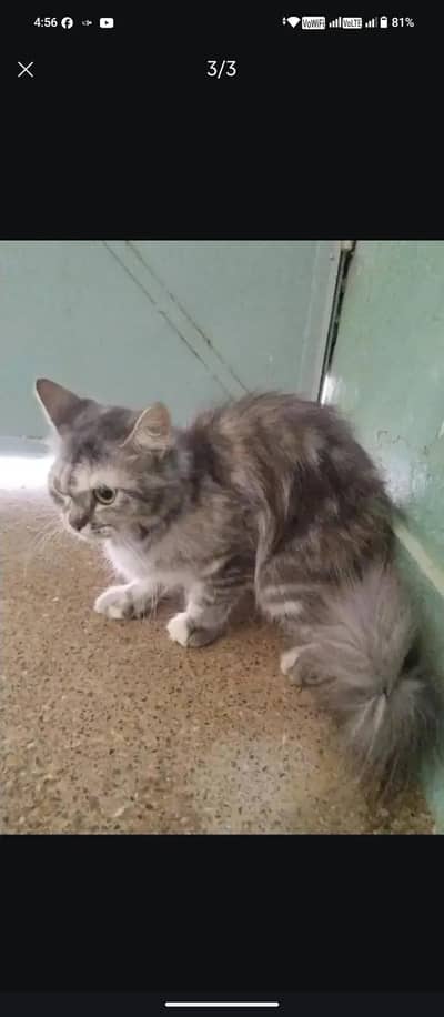 Persian cat