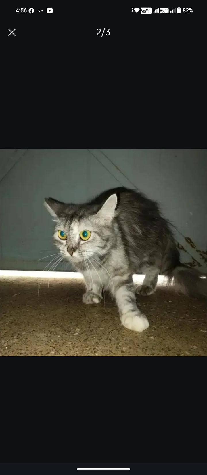 Persian cat 1