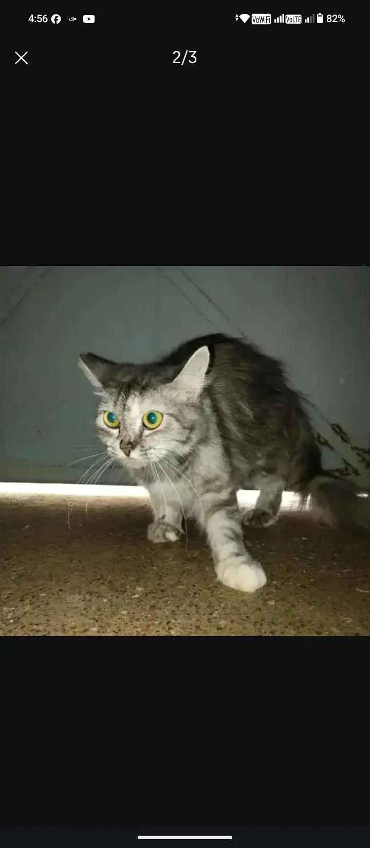 Persian cat — photo 2