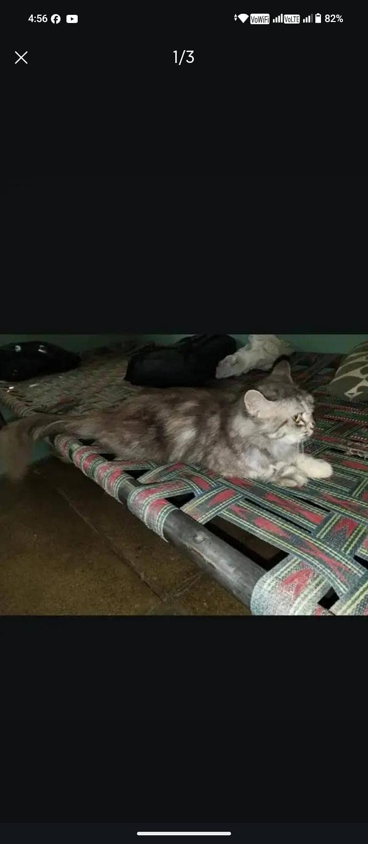 Persian cat 2