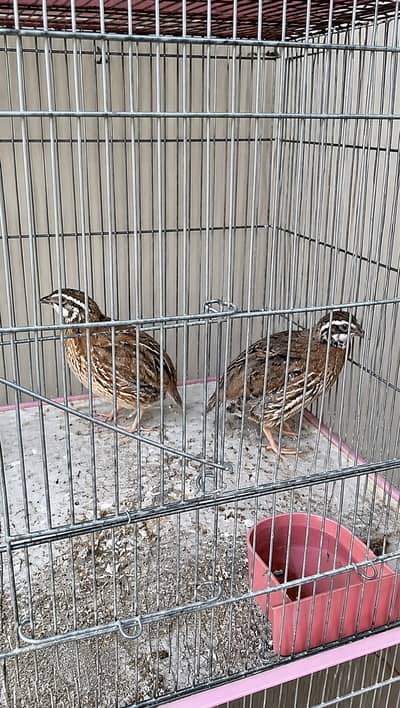 bird for sale