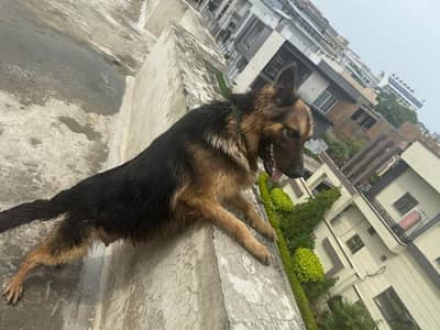 German shepherd female