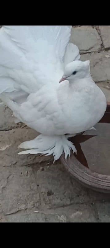 laka pigeons