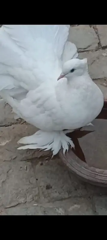 laka pigeons